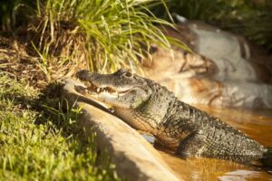 Sawgrass Park: Private 1-Hour Airboat Adventure Tour - The 60-Minute Airboat Ride With an Everglades Captain