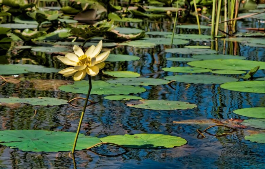 Sawgrass Park: Private 1-Hour Airboat Adventure Tour - Wildlife Spotting: What You Can Expect to See (and What to Assume)