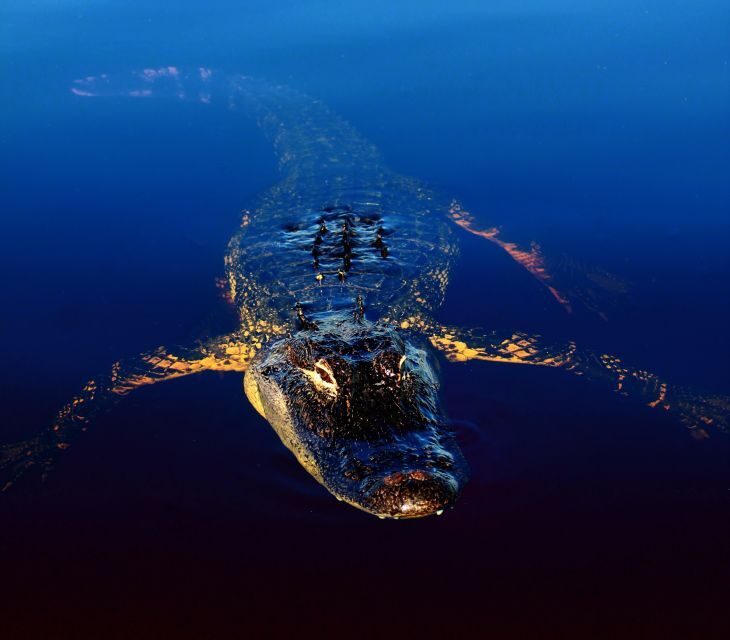 Sawgrass Park: Private 1-Hour Airboat Adventure Tour - Price and Value: Is $407 for Up to 4 Worth It?