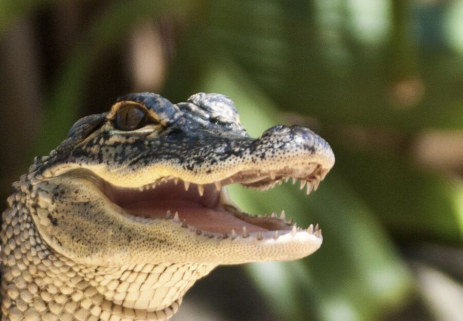 Sawgrass Park: Private 1-Hour Airboat Adventure Tour - Getting There in Weston: Meeting Point, Timing, and Comfort