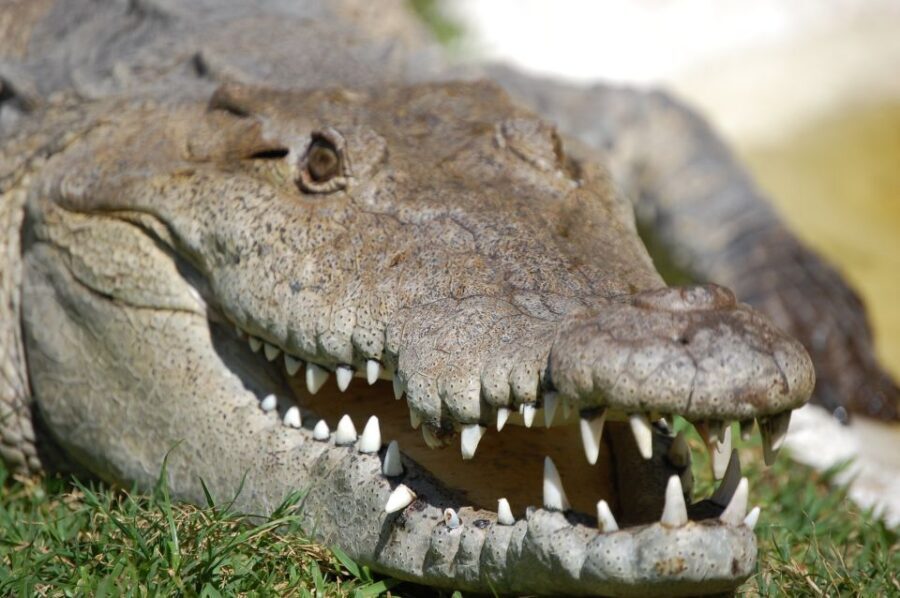 Sawgrass Park: Private 1-Hour Airboat Adventure Tour - Should You Book This Private Sawgrass Park Airboat Tour?