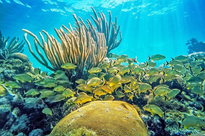 Snorkel Tours to Shallow Coral Reefs at Pennekamp Underwater Park - Key highlights to notice before you go