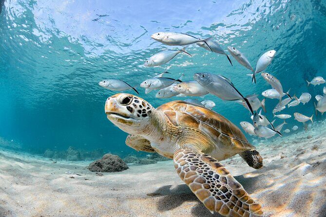 Snorkel Tours to Shallow Coral Reefs at Pennekamp Underwater Park - Pennekamp’s shallow reefs: why this feels easier