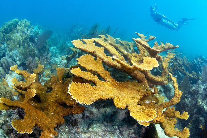 Snorkel Tours to Shallow Coral Reefs at Pennekamp Underwater Park - Water conditions: why February can feel tough and wind changes everything