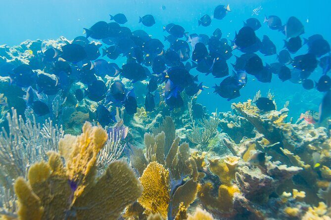 Snorkel Tours to Shallow Coral Reefs at Pennekamp Underwater Park - Who this snorkeling trip fits best