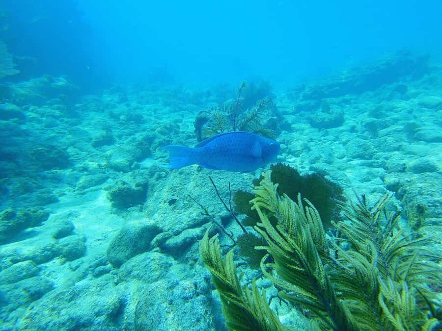 Southpoint Divers: Afternoon Reef Dive Trip - A Florida Keys reef day built for easy comfort at 25–35 ft