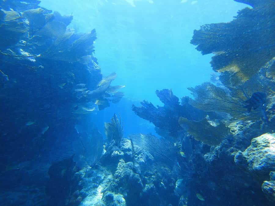 Southpoint Divers: Afternoon Reef Dive Trip - What you’ll see at Mark 32 Fingers and Nine Foot Stake