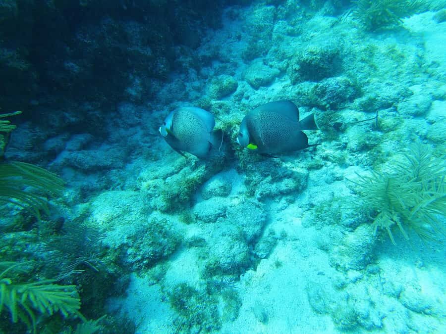 Southpoint Divers: Afternoon Reef Dive Trip - Family-friendly by design: snorkelers and riders join the water day