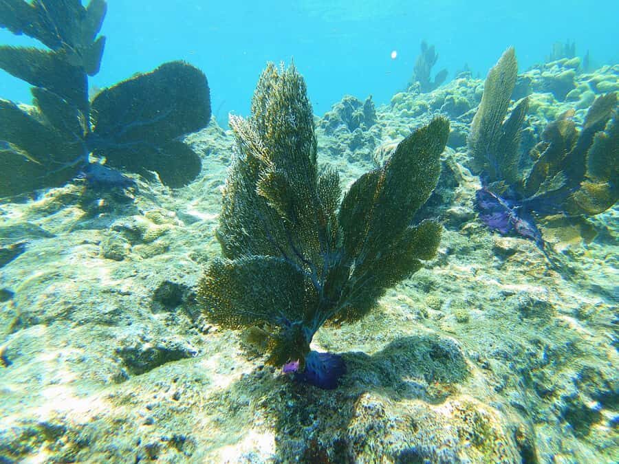 Southpoint Divers: Afternoon Reef Dive Trip - Price and value: how the $124 works (and where optional extras fit)