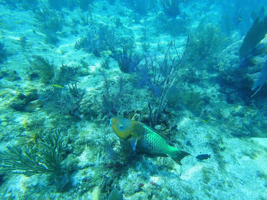 Southpoint Divers: Afternoon Reef Dive Trip - Who should book this scuba outing (and who should skip it)