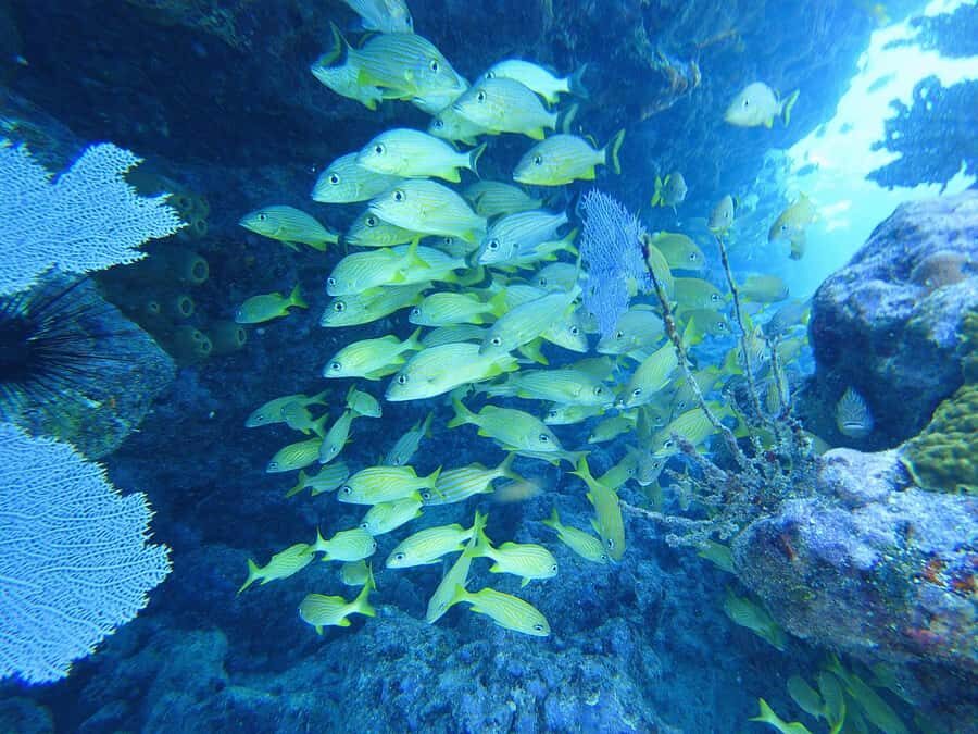 Southpoint Divers: Afternoon Reef Dive Trip - Should you book Southpoint Divers Afternoon Reef Trip?