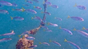 West Palm Beach: Beginner Scuba Diving Adventure with Videos - Meet Tabitha or Felipe: Patient Coaching for Beginners