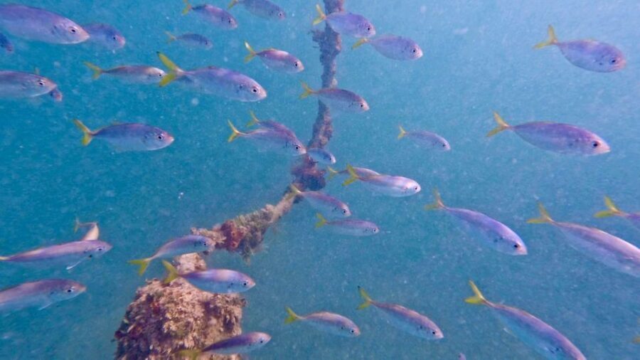 West Palm Beach: Beginner Scuba Diving Adventure with Videos - Meet Tabitha or Felipe: Patient Coaching for Beginners